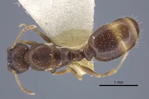Tetramorium inerme - CASENT0917072