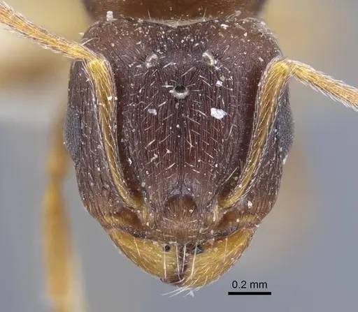 Tetramorium inerme - CASENT0917072