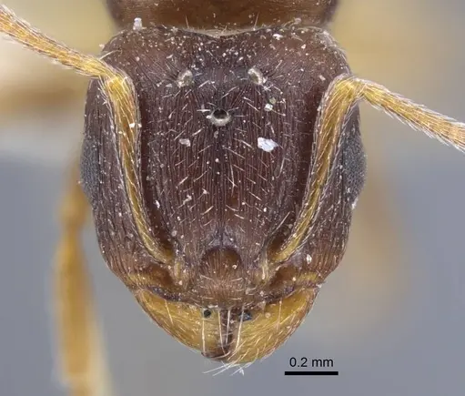 Tetramorium inerme - CASENT0917072