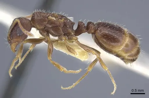Tetramorium inerme - CASENT0917072