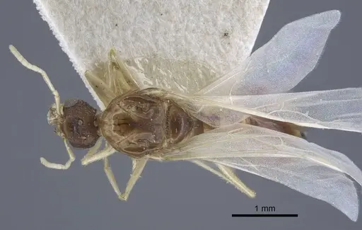 Tetramorium inerme - CASENT0917073