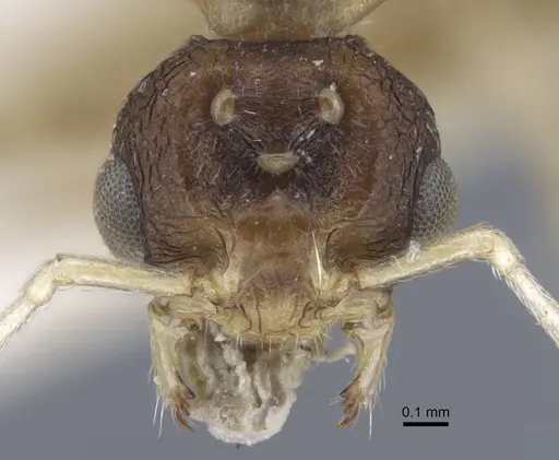 Tetramorium inerme - CASENT0917073