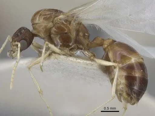 Tetramorium inerme - CASENT0917073