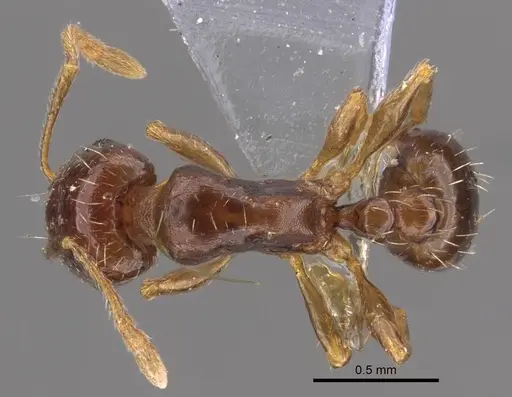 Tetramorium inerme - CASENT0917412