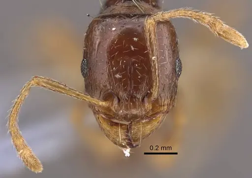 Tetramorium inerme - CASENT0917412