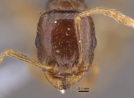 Tetramorium inerme - CASENT0917412