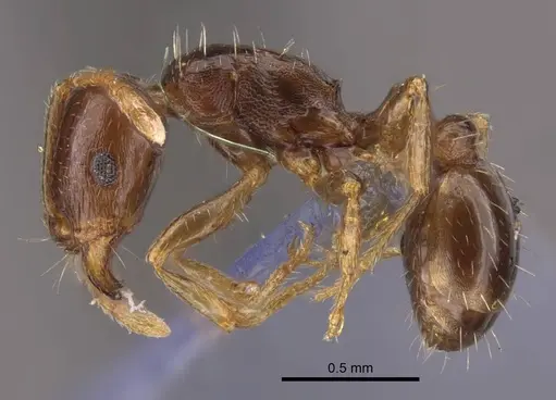Tetramorium inerme - CASENT0917412
