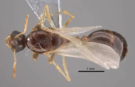 Tetramorium inerme - CASENT0917413