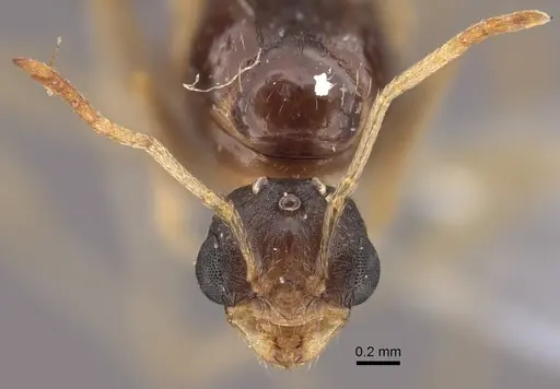 Tetramorium inerme - CASENT0917413