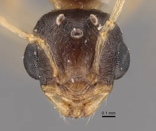 Tetramorium inerme - CASENT0917413