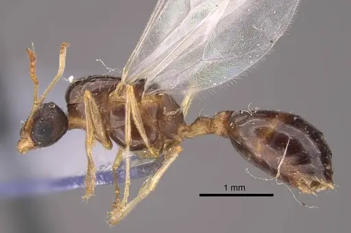 Tetramorium inerme - CASENT0917413