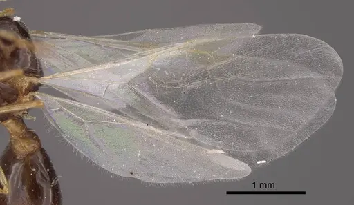 Tetramorium inerme - CASENT0917413