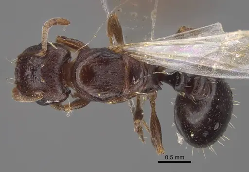 Tetramorium inerme - CASENT0917414