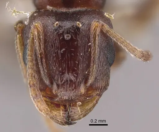 Tetramorium inerme - CASENT0917414