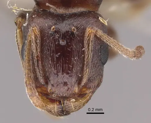 Tetramorium inerme - CASENT0917414