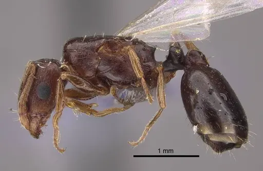 Tetramorium inerme - CASENT0917414