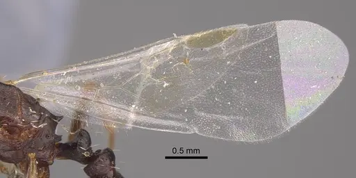 Tetramorium inerme - CASENT0917414