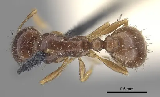Tetramorium inerme - CASENT0919636