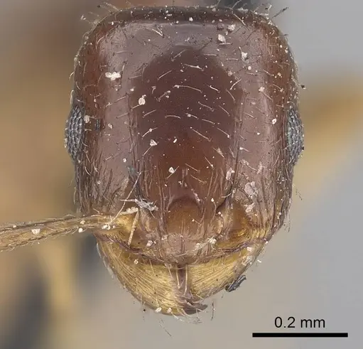 Tetramorium inerme - CASENT0919636