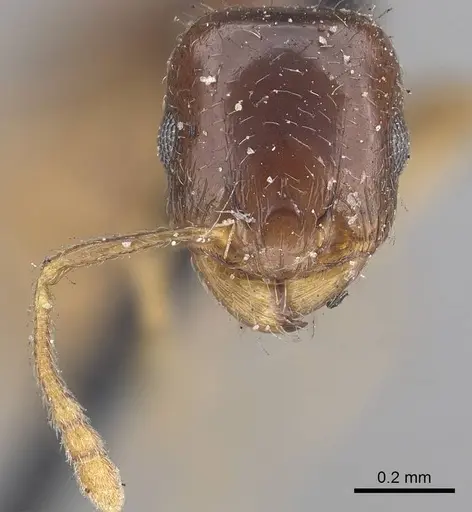 Tetramorium inerme - CASENT0919636