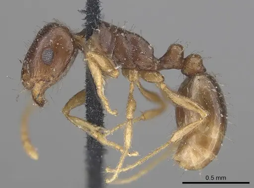 Tetramorium inerme - CASENT0919636