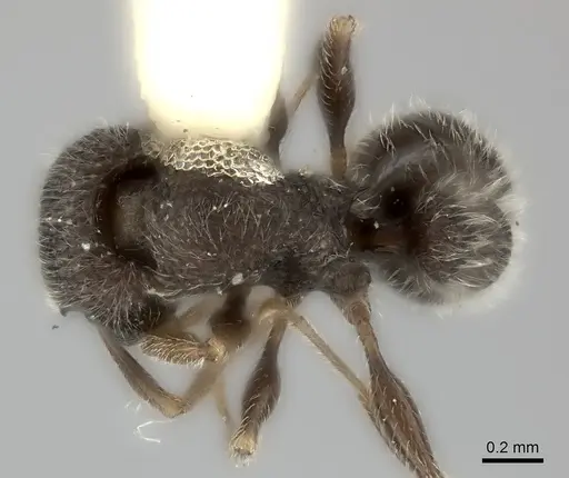 Tetramorium inezulae specimen