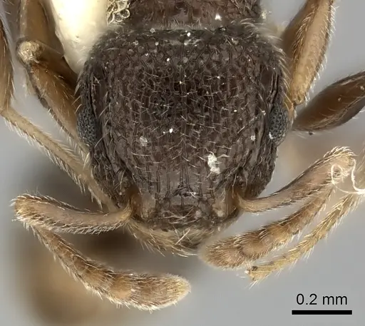 Tetramorium inezulae specimen