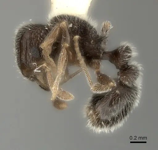 Tetramorium inezulae specimen