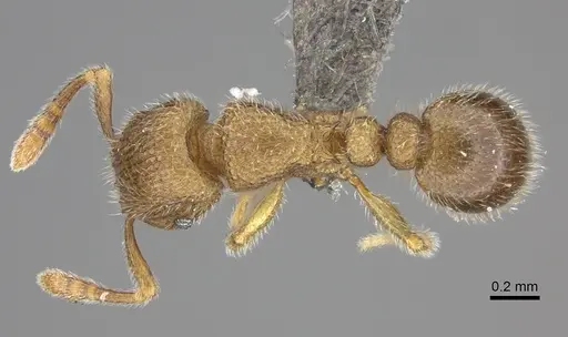 Tetramorium inezulae - CASENT0235776