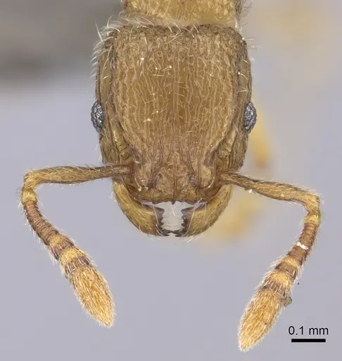 Tetramorium inezulae - CASENT0235776