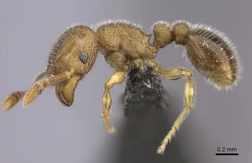 Tetramorium inezulae - CASENT0235776