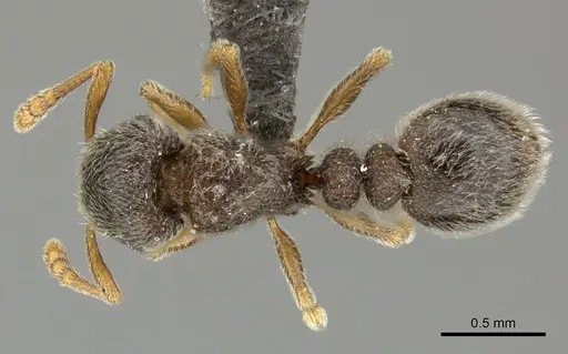 Tetramorium inezulae - CASENT0249019