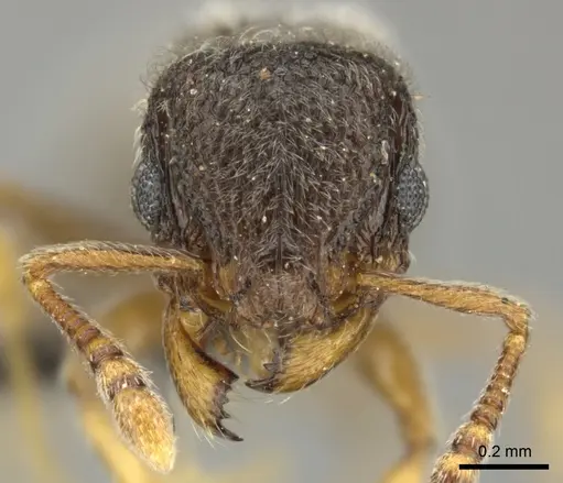 Tetramorium inezulae - CASENT0249019