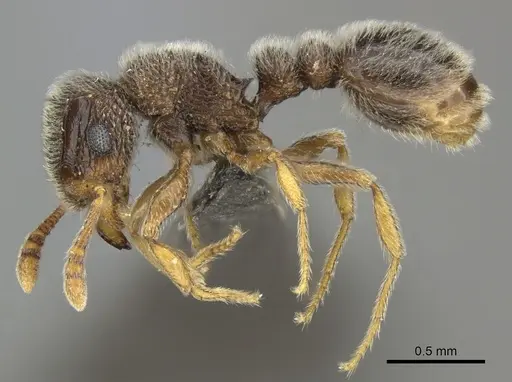 Tetramorium inezulae - CASENT0249019