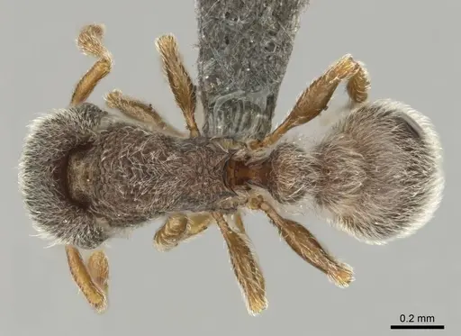 Tetramorium inezulae - CASENT0253010