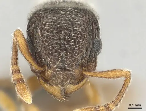 Tetramorium inezulae - CASENT0253010
