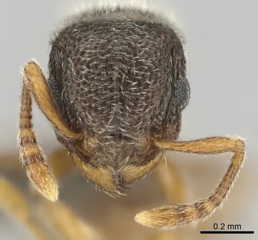 Tetramorium inezulae - CASENT0253010