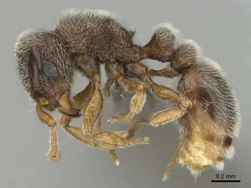 Tetramorium inezulae - CASENT0253010