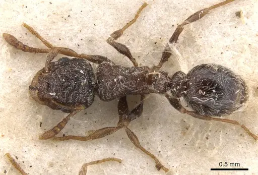 Tetramorium inezulae - CASENT0901152