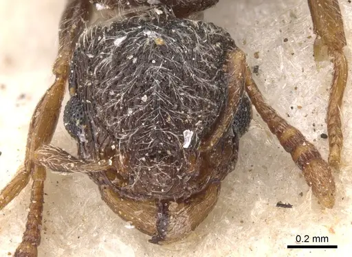 Tetramorium inezulae - CASENT0901152