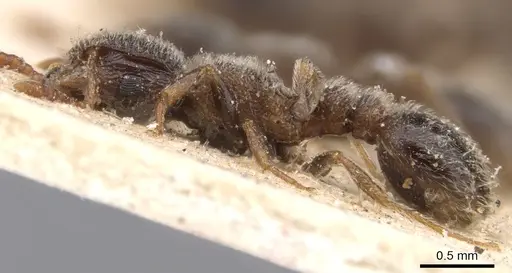Tetramorium inezulae - CASENT0901152
