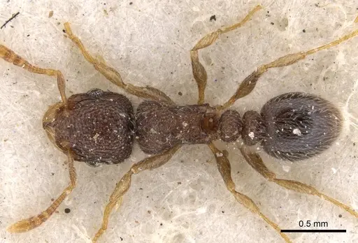 Tetramorium inezulae - CASENT0901153