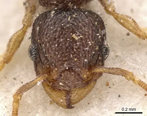 Tetramorium inezulae - CASENT0901153