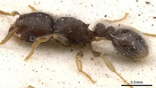 Tetramorium inezulae - CASENT0901153
