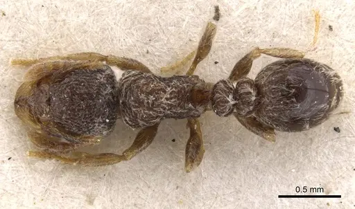 Tetramorium inezulae - CASENT0901154