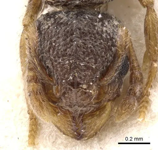 Tetramorium inezulae - CASENT0901154