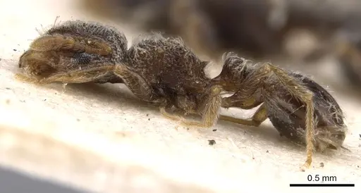 Tetramorium inezulae - CASENT0901154