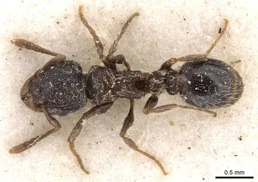 Tetramorium inezulae - CASENT0909089