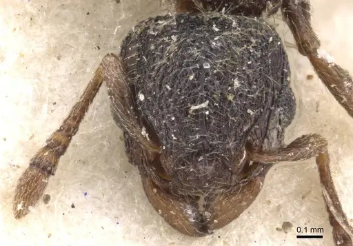 Tetramorium inezulae - CASENT0909089