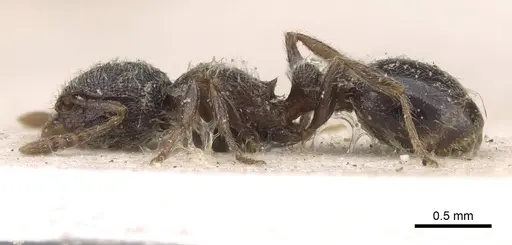 Tetramorium inezulae - CASENT0909089